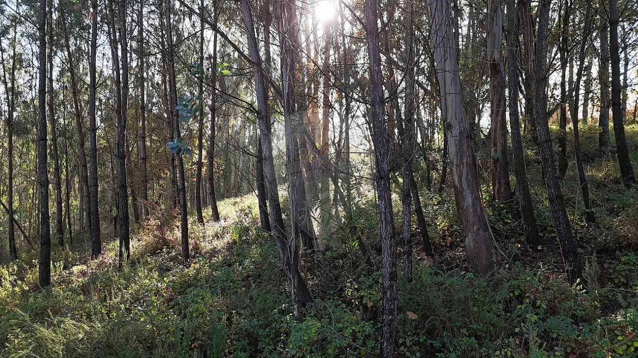 Terreno para Venda em Carnide Foto 3