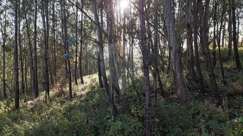 Terreno para Venda em Carnide