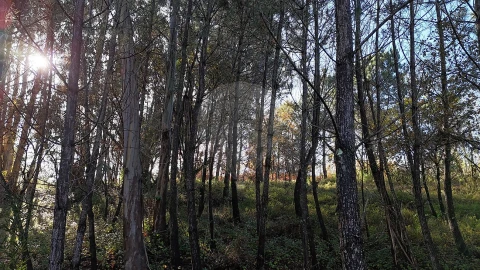 Terreno para Venda em Carnide