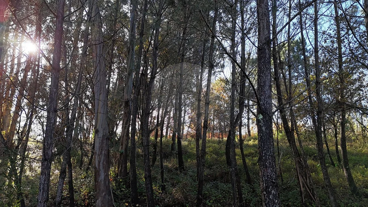 Terreno para Venda em Carnide Foto 6