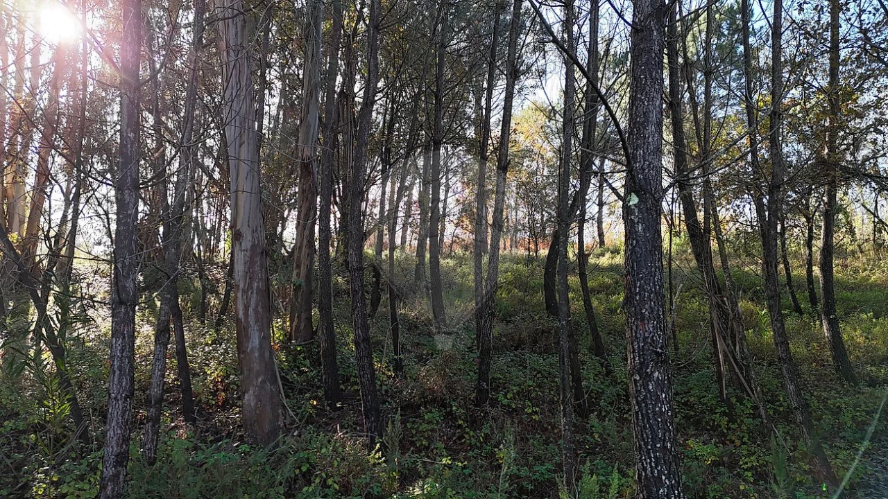 Terreno para Venda em Carnide Foto 7