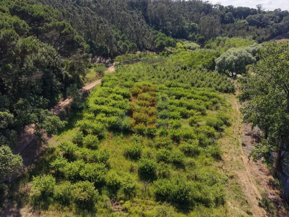 Terreno Agricola ou Rústico para Venda em A dos Negros Foto 1