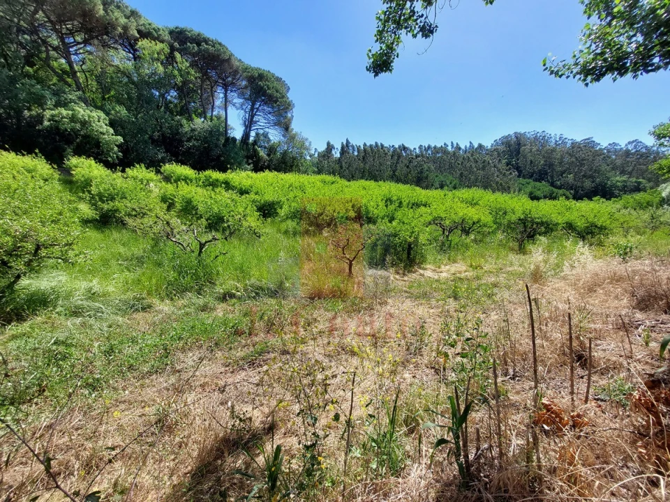Terreno Agricola ou Rústico para Venda em A dos Negros Foto 15