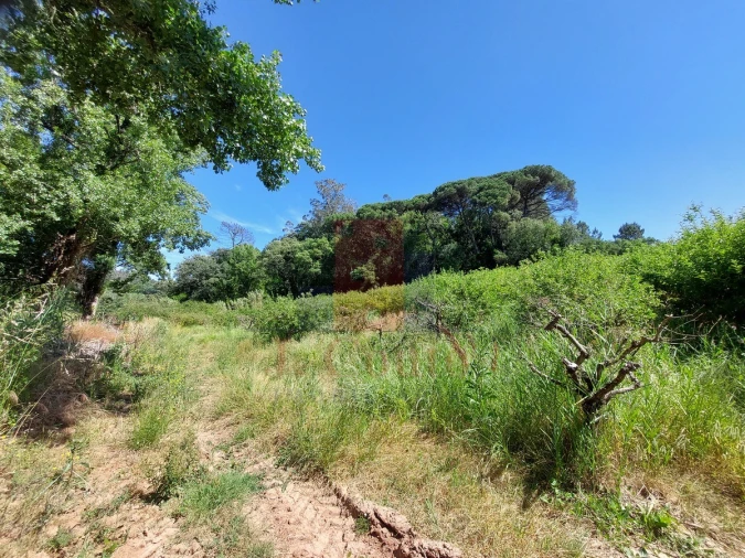 Terreno Agricola ou Rústico para Venda em A dos Negros Foto 10