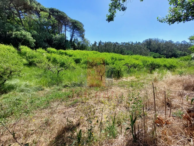 Terreno Agricola ou Rústico para Venda em A dos Negros Foto 15