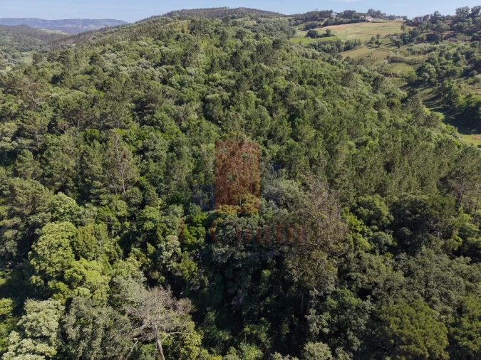 Terreno Agricola ou Rústico para Venda em A dos Negros Foto 17