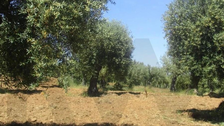 Terreno para Venda em Chacim