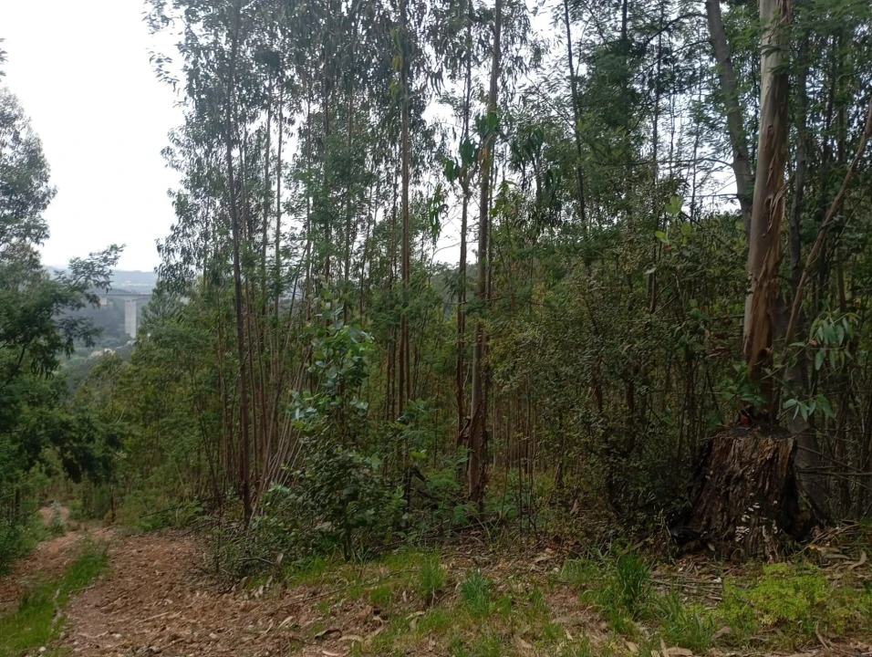 Terreno para Venda em Ceira Foto 6