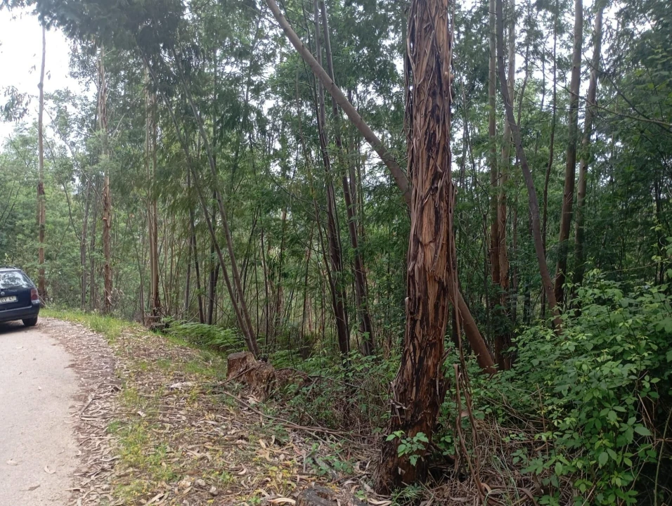 Terreno para Venda em Ceira Foto 7