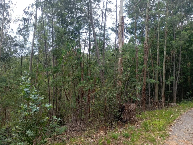 Terreno para Venda em Ceira Foto 2