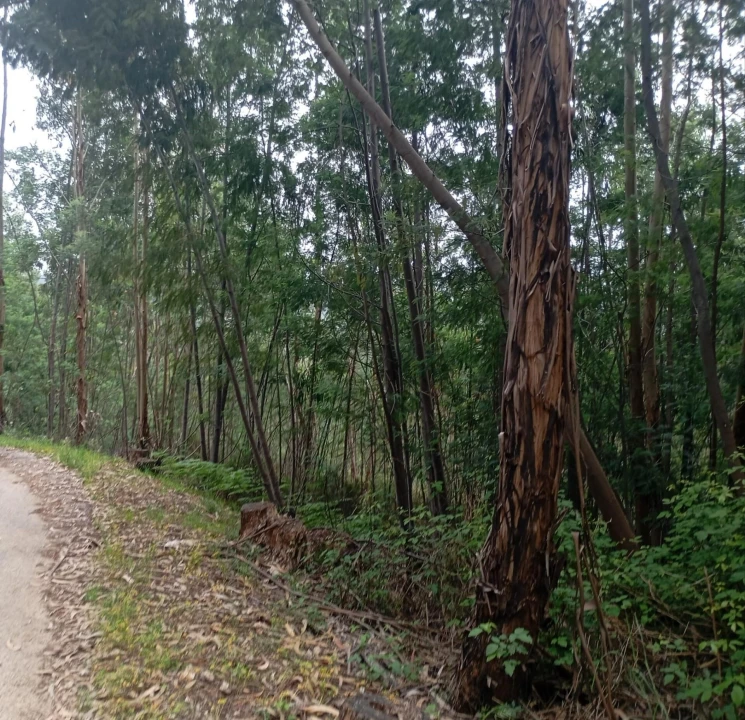 Terreno para Venda em Ceira Foto 4