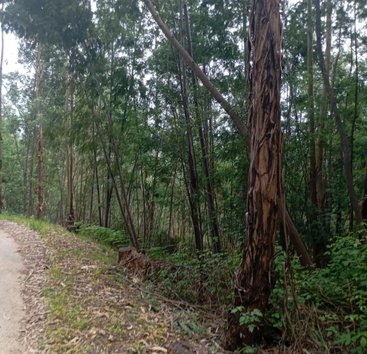 Terreno para Venda em Ceira Foto 2