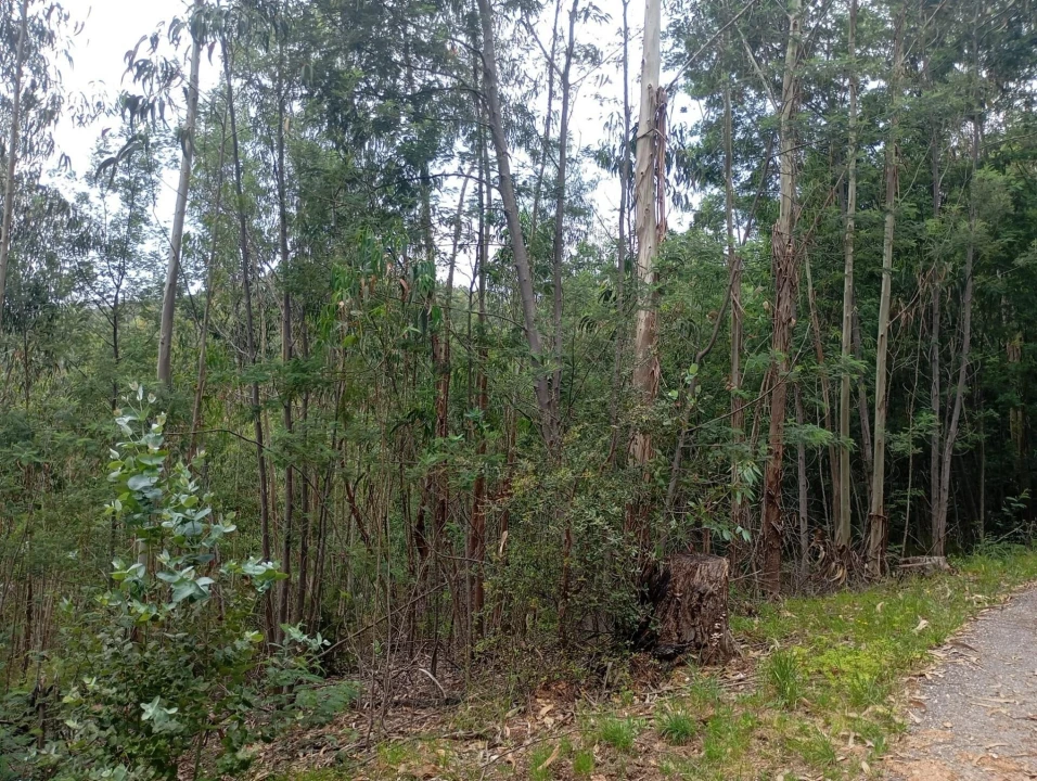 Terreno para Venda em Ceira Foto 3