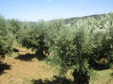 Moradia T5 para Venda em Chacim