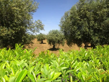 Moradia T5 para Venda em Chacim