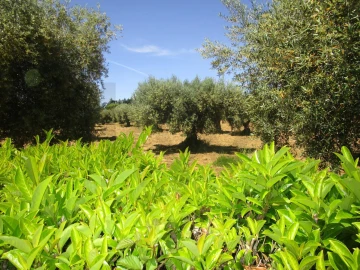 Moradia T5 para Venda em Chacim