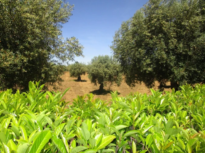 Moradia T5 para Venda em Chacim Foto 17