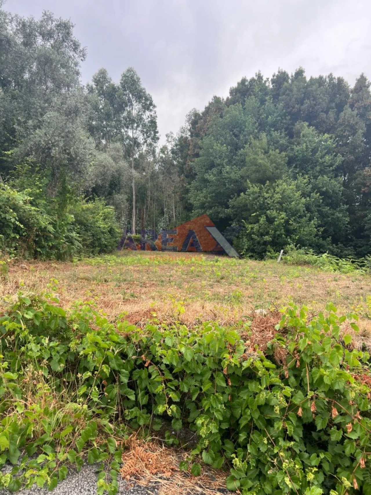 Terreno para Venda em Pinheiro da Bemposta, Travanca e Palmaz Foto 4