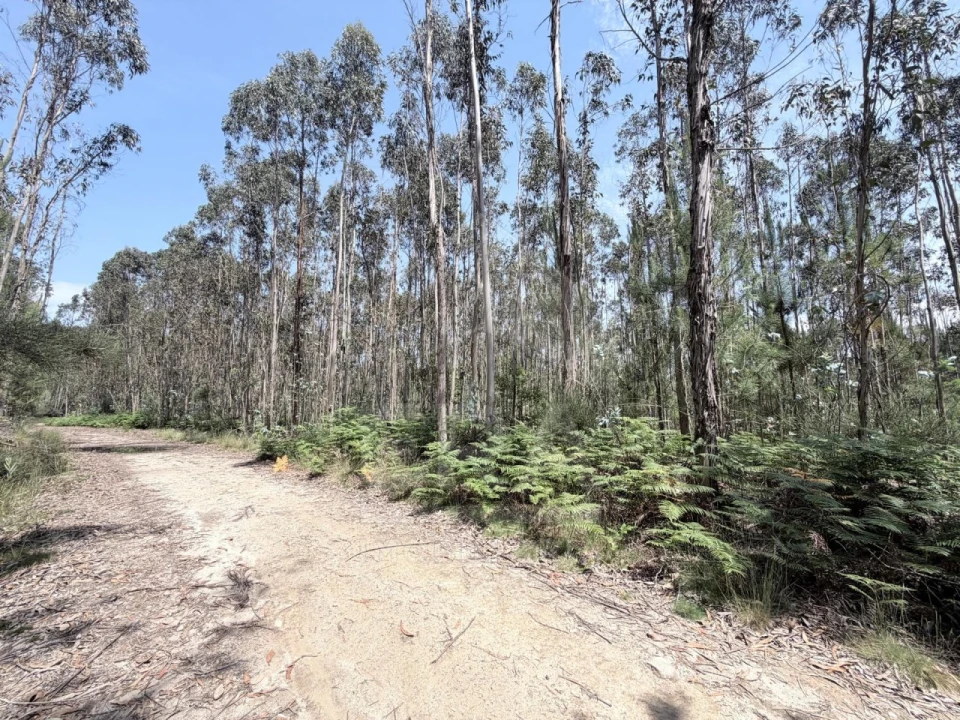 Terreno para Venda em Vila Cova e Feitos Foto 3