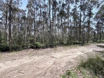 Terreno para Venda em Vila Cova e Feitos