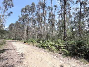 Terreno para Venda em Vila Cova e Feitos