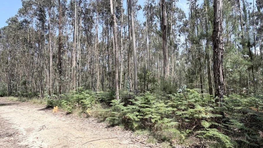 Terreno para Venda em Vila Cova e Feitos