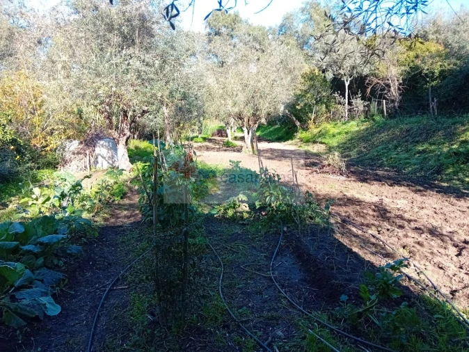 Terreno para Venda em Galveias Foto 3