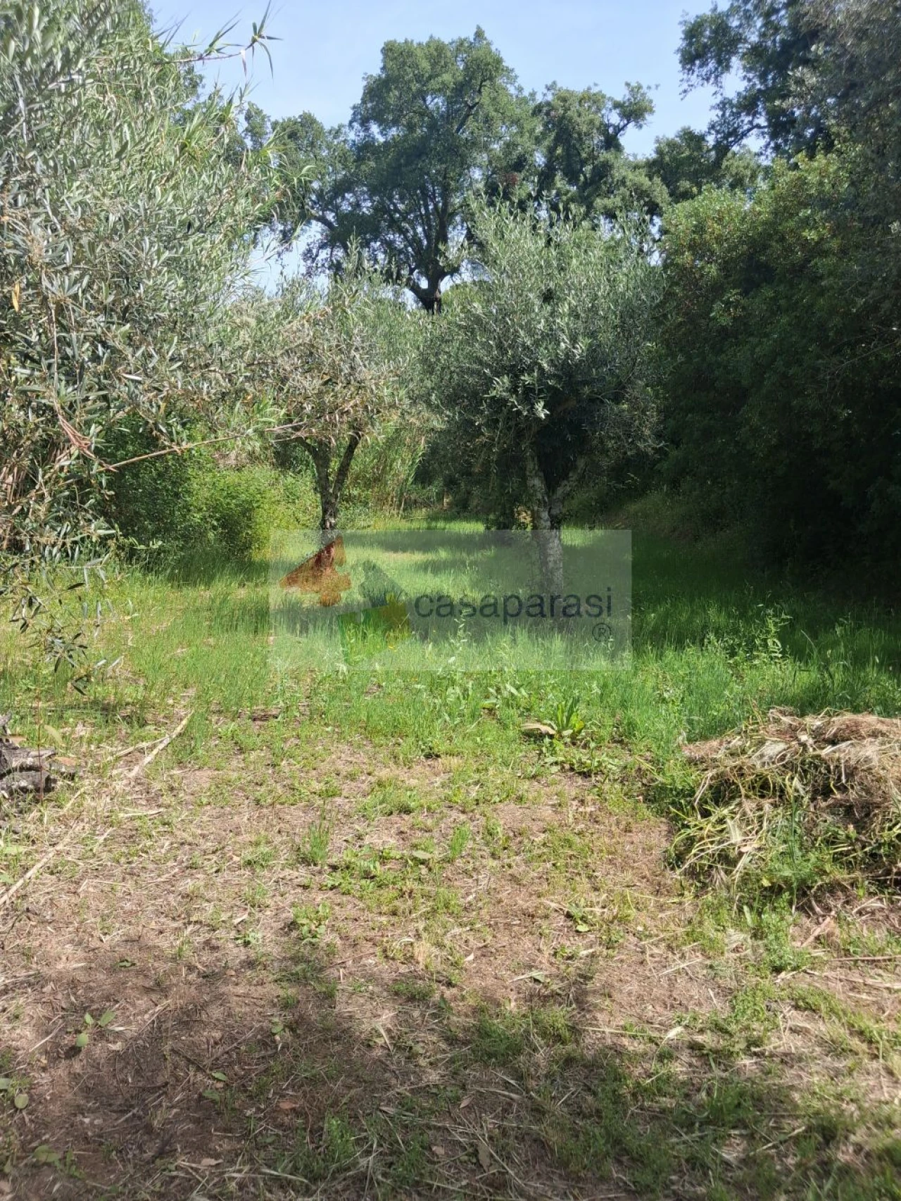 Terreno para Venda em Galveias Foto 15