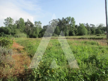 Terreno para Venda em Bustos, Troviscal e Mamarrosa