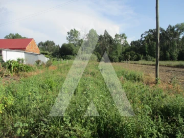 Terreno para Venda em Bustos, Troviscal e Mamarrosa