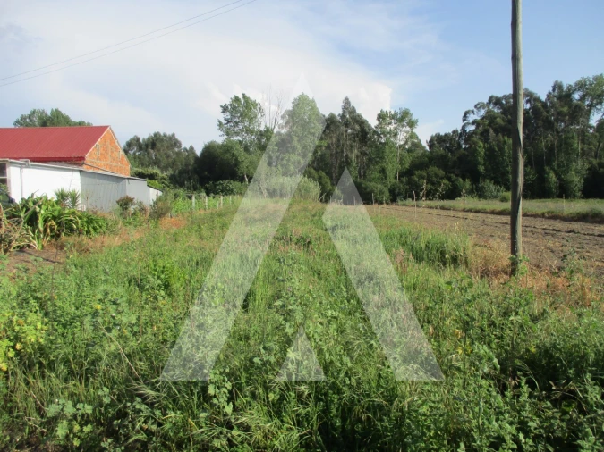 Terreno para Venda em Bustos, Troviscal e Mamarrosa Foto 3