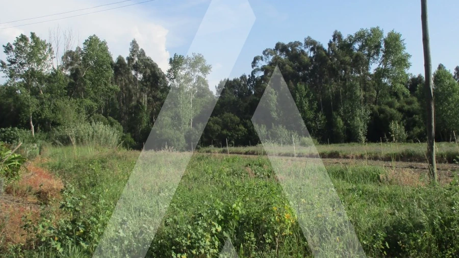 Terreno para Venda em Bustos, Troviscal e Mamarrosa