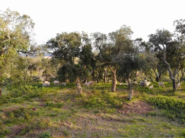 Terreno para Venda em Grândola e Santa Margarida da Serra