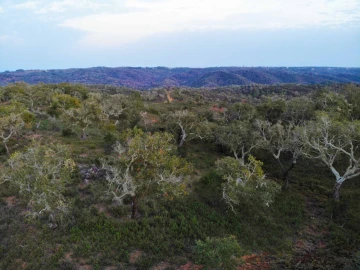 Terreno para Venda em Grândola e Santa Margarida da Serra