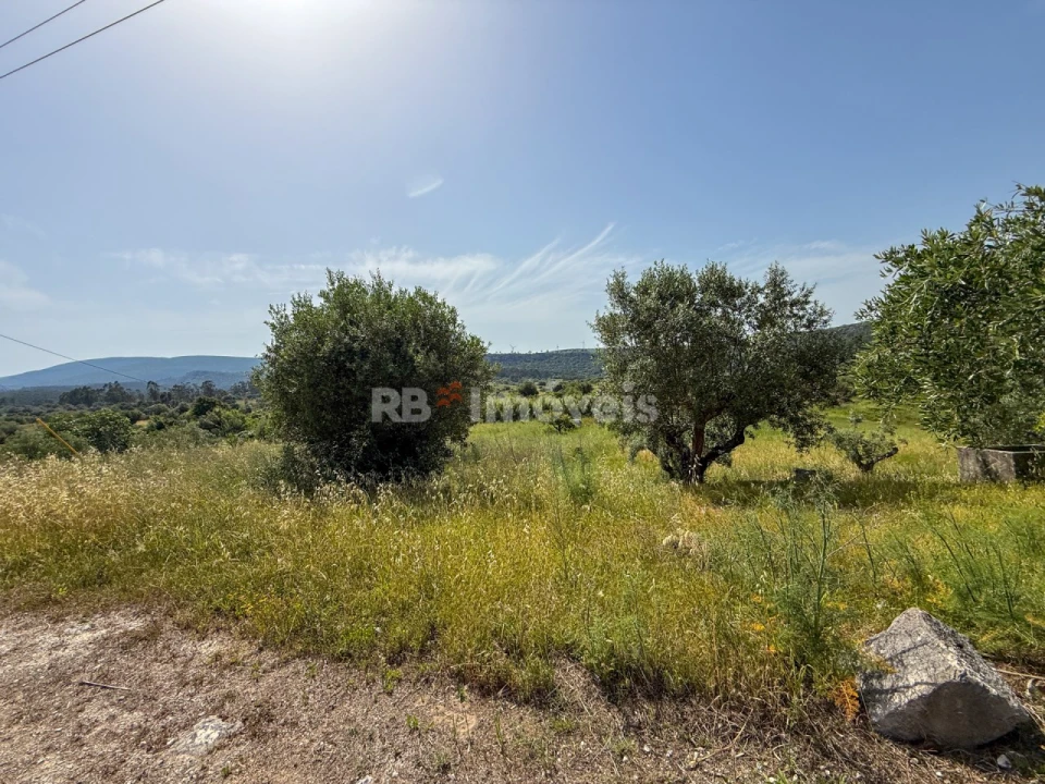 Terreno Agricola ou Rústico para Venda em Chancelaria Foto 3