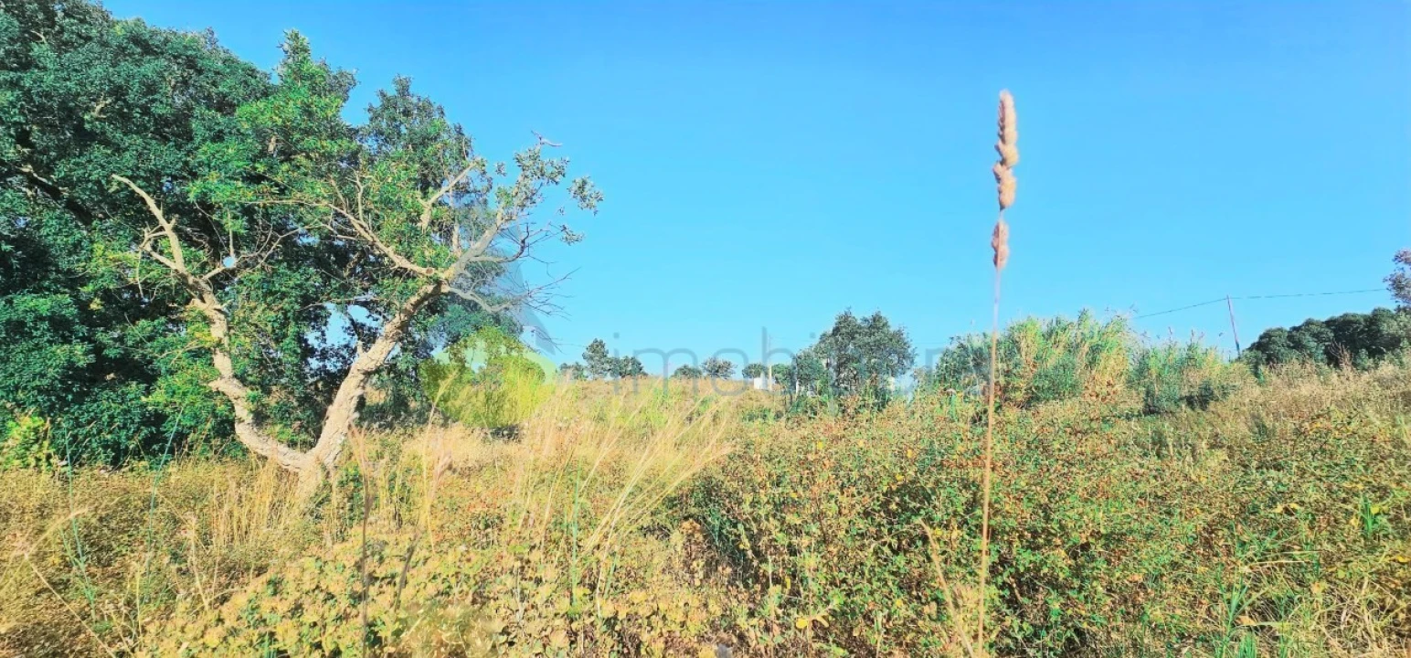Terreno para Venda em Alcantarilha e Pêra Foto 10