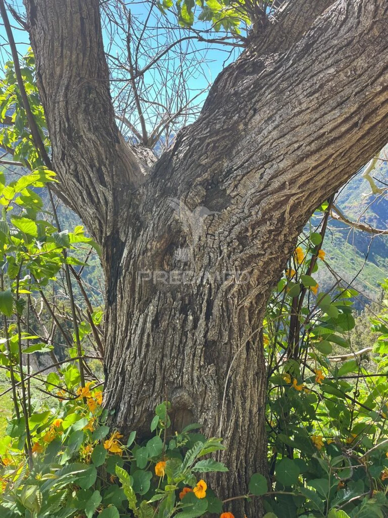 Terreno para Venda em Ribeira Brava Foto 8