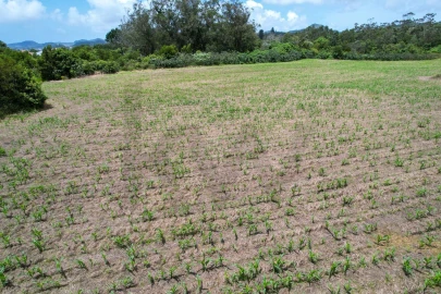 Terreno para Venda em Rosto do Cão (Livramento)