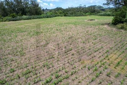 Terreno para Venda em Rosto do Cão (Livramento)