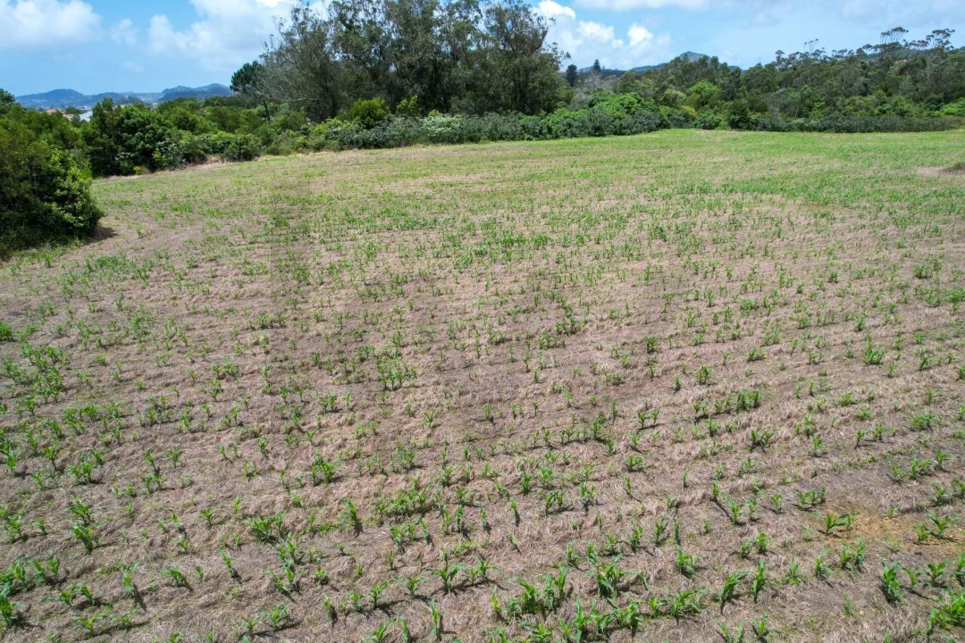 Terreno para Venda em Rosto do Cão (Livramento) Foto 10