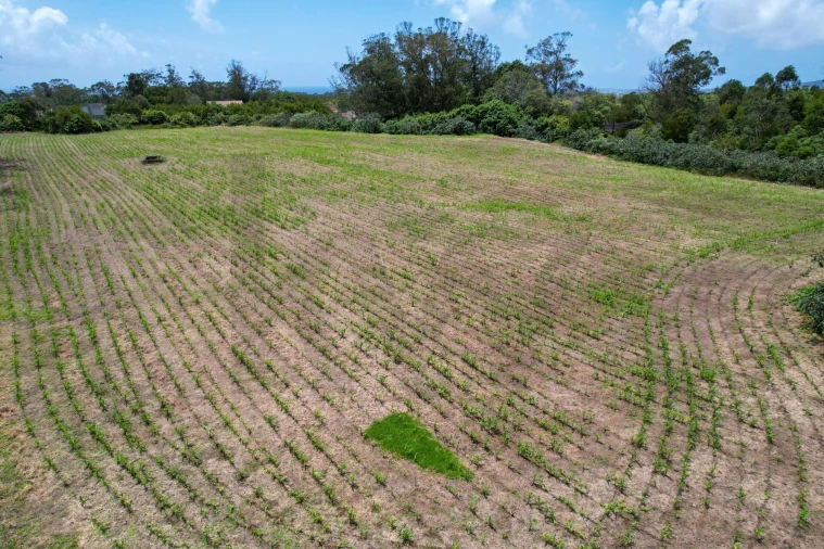 Terreno para Venda em Rosto do Cão (Livramento) Foto 8