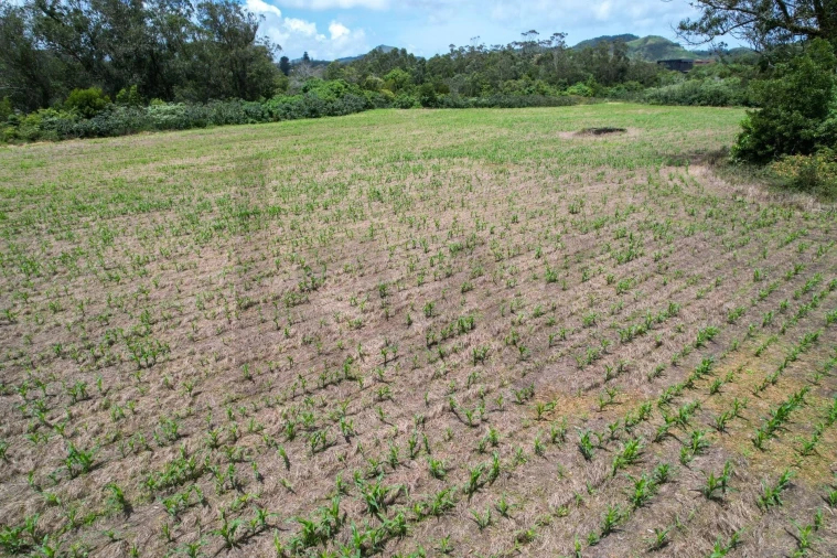 Terreno para Venda em Rosto do Cão (Livramento) Foto 9