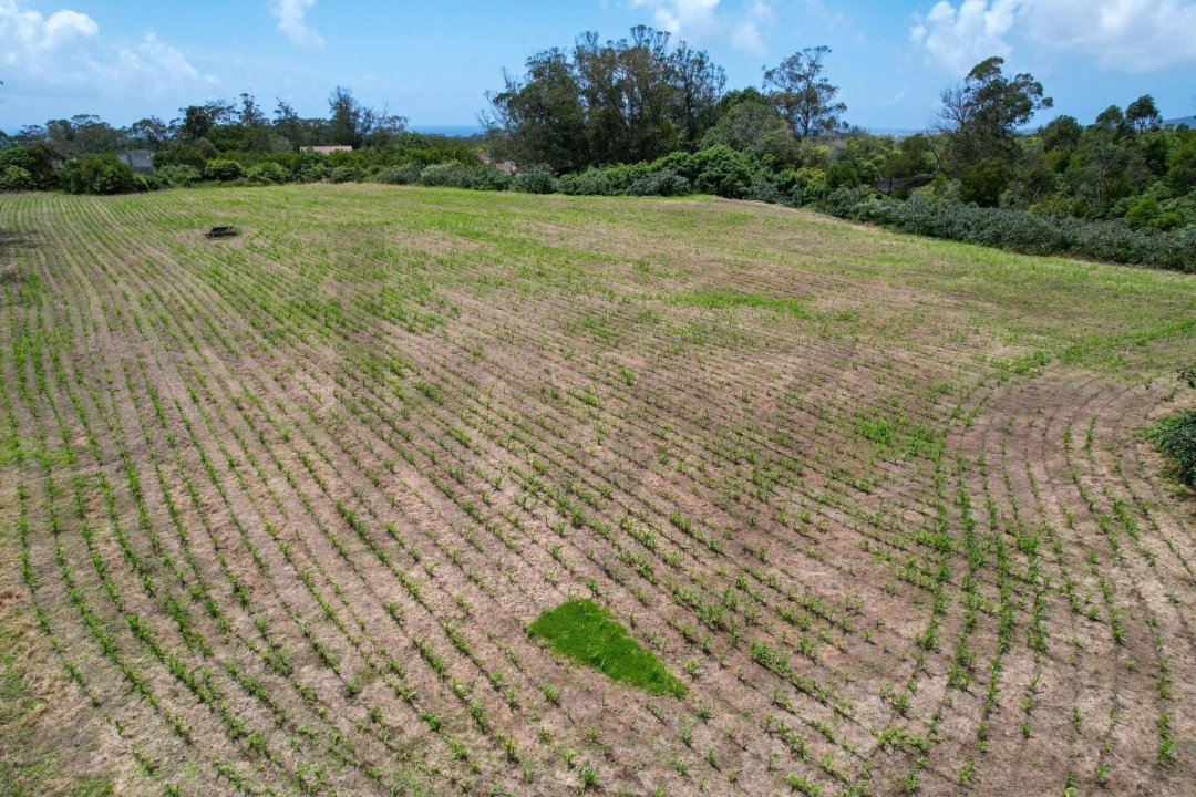 Terreno para Venda em Rosto do Cão (Livramento) Foto 8