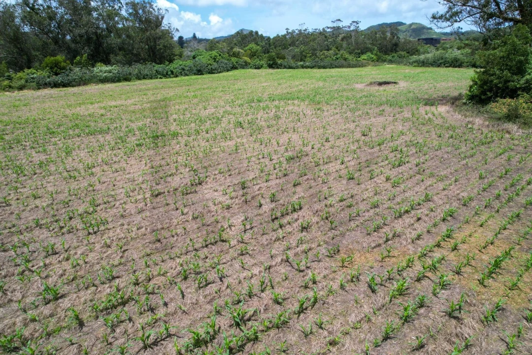 Terreno para Venda em Rosto do Cão (Livramento) Foto 9
