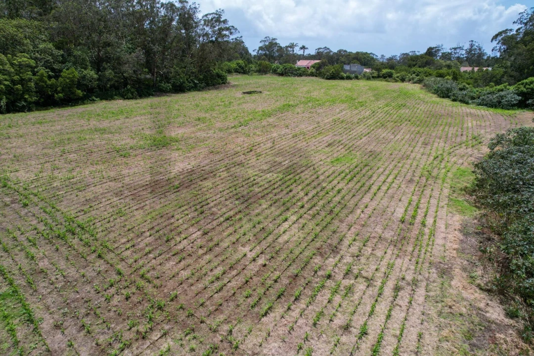 Terreno para Venda em Rosto do Cão (Livramento) Foto 7