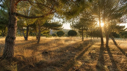 Terreno para Venda em Lagoa e Carvoeiro