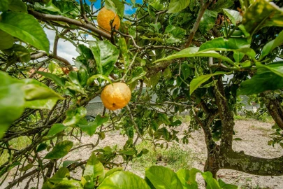 Terreno para Venda em Quinta do Anjo