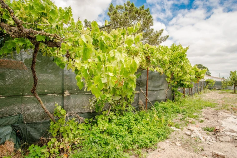 Terreno para Venda em Quinta do Anjo Foto 7