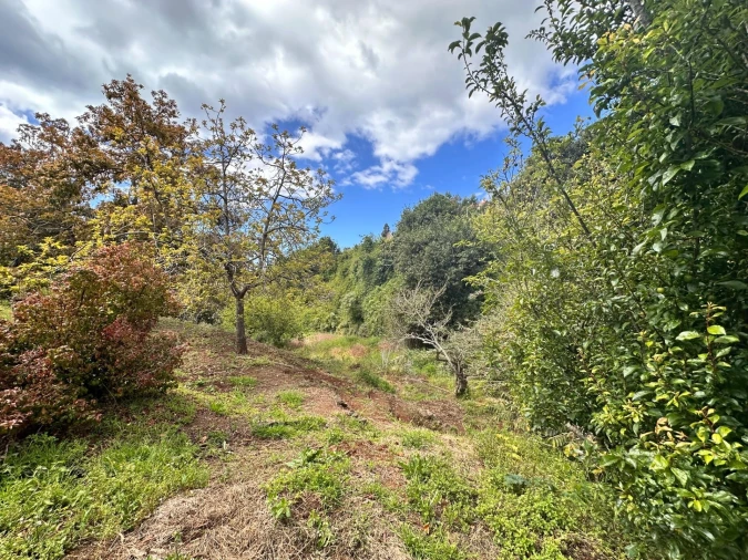 Terreno para Venda em Caniço Foto 13