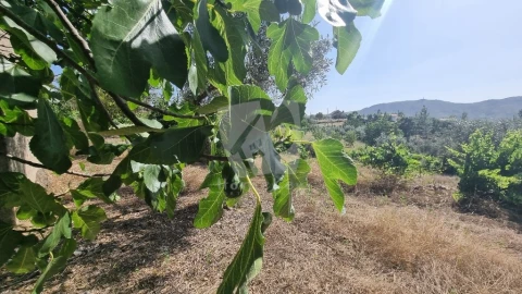 Moradia para Venda em Santo Andre das Tojeiras